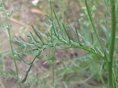 Jacobaea borysthenica