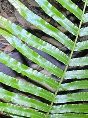 Telmatoblechnum indicum