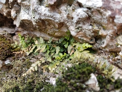 Asplenium bradleyi
