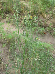 Jacobaea borysthenica
