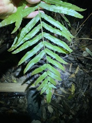 Telmatoblechnum indicum