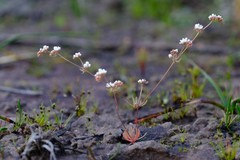 Adenogramma glomerata