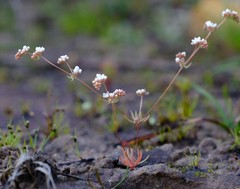 Adenogramma glomerata