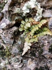 Asplenium bradleyi