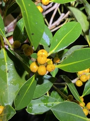 Ficus obliqua