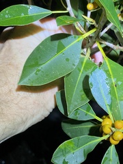 Ficus obliqua