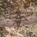 Eupithecia oxycedrata - Photo 由 antonio1961 所上傳的 (c) antonio1961，保留部份權利CC BY-NC