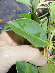 Ficus obliqua