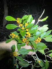 Ficus obliqua