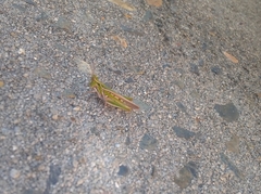 Froggattina australis