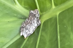 Kurixalus idiootocus