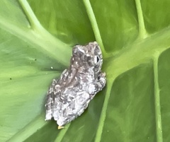 Kurixalus idiootocus