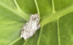 Kurixalus idiootocus