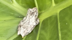 Kurixalus idiootocus