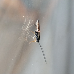 Lissonota cruentator