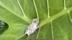 Kurixalus idiootocus