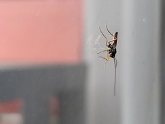 Lissonota cruentator