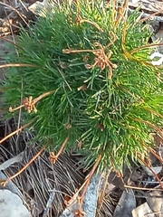 Stylidium spinulosum