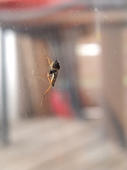 Lissonota cruentator