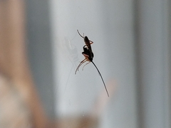 Lissonota cruentator