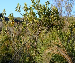 Searsia angustifolia