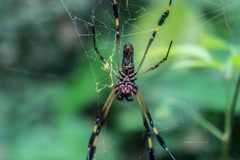 Trichonephila clavipes