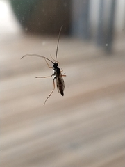 Lissonota cruentator