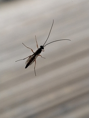 Lissonota cruentator