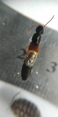 Ocypus fulvipennis