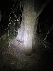 Ficus obliqua