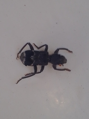 Trogodendron fasciculatum