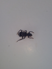 Trogodendron fasciculatum