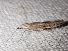 Coleophora texanella