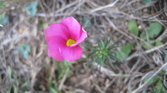 Oxalis hirta
