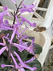 Macroglossum