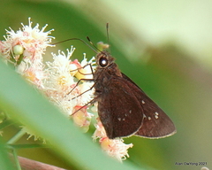 Caltoris bromus bromus