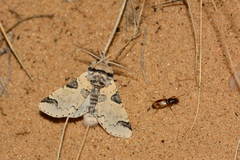 Furcula aeruginosa