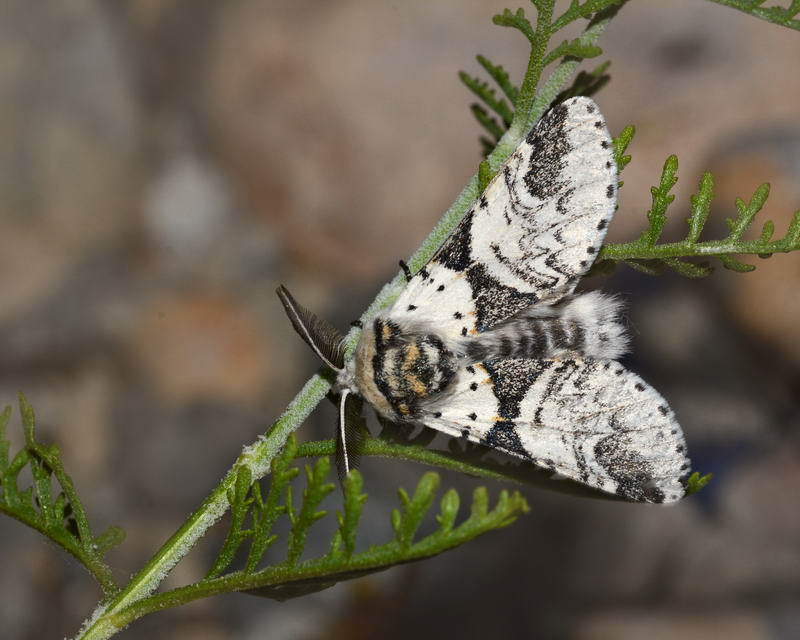 Furcula victoria