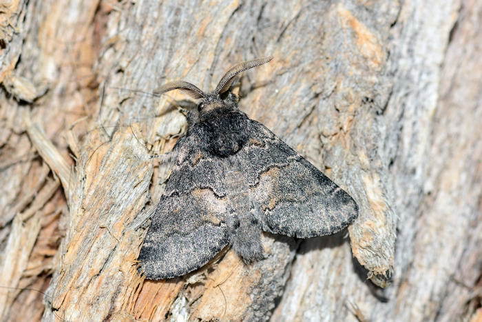 Gluphisia oxiana