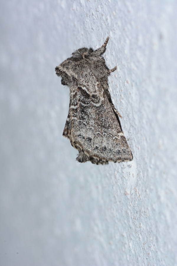 Rhegmatophila aussemi