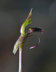 Chiloglottis reflexa
