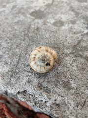 Xeropicta derbentina