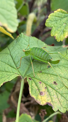 Leptophyes punctatissima