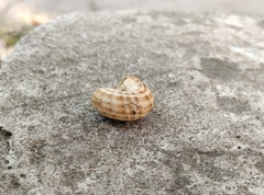 Xeropicta derbentina