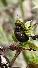 Chrysomelidae