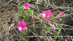 Oxalis hirta