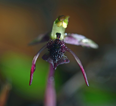 Chiloglottis reflexa