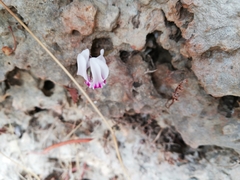 Cyclamen graecum