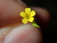 Linum trigynum