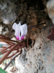 Cyclamen graecum